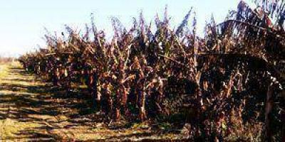 Heladas causaron da�os importantes en la producci�n bananera