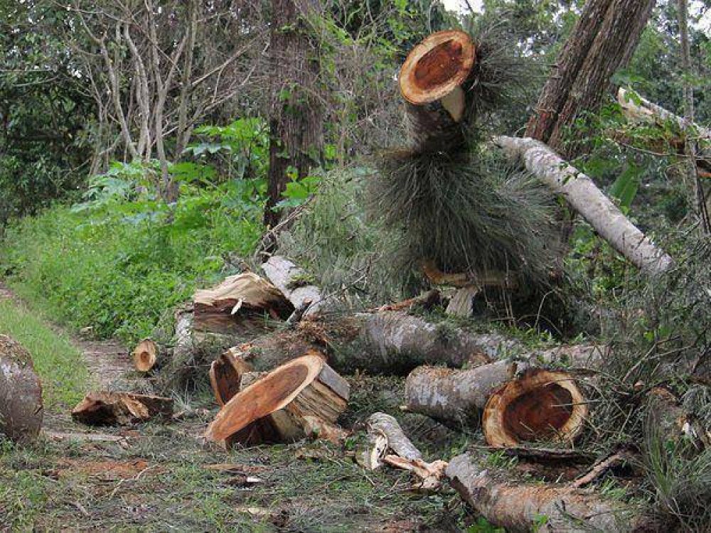 Iniciar�n un sumario ambiental por desmonte ilegal en una reserva