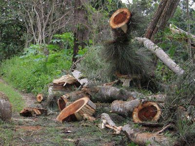 Iniciar�n un sumario ambiental por desmonte ilegal en una reserva