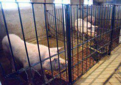 Inauguraron el primer centro de inseminaci�n animal en Patagonia 