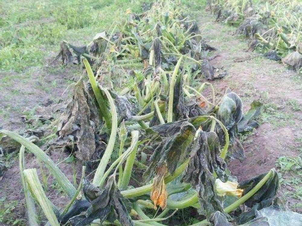 La helada peg� duro en productores y consumidores