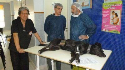 Pol�mica por castraci�n canina dentro de los centros de salud