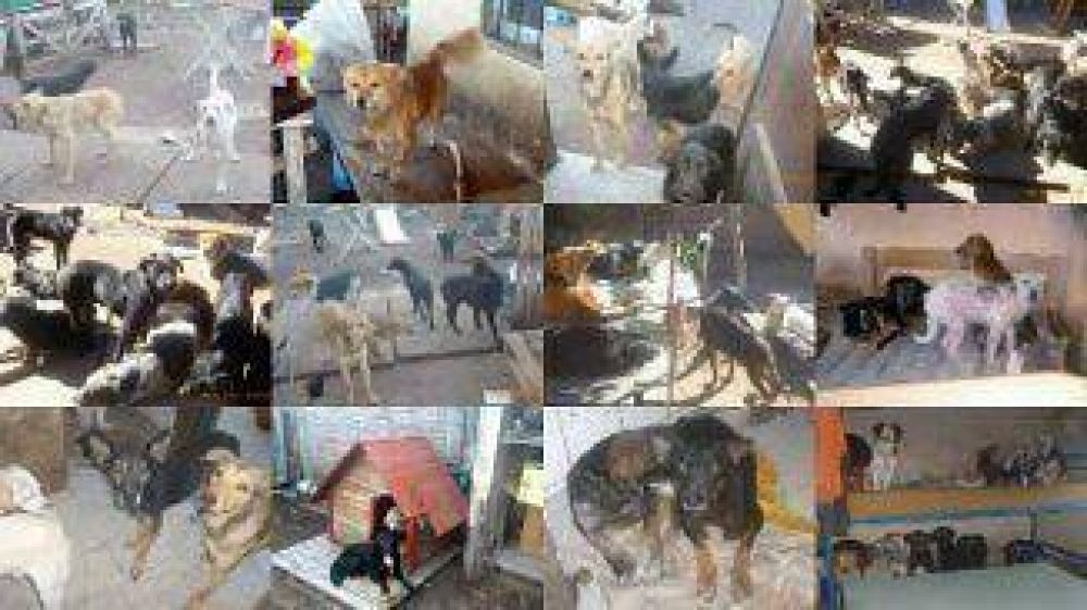 Es m�s cr�tica la situaci�n de los 40 perros en una casa