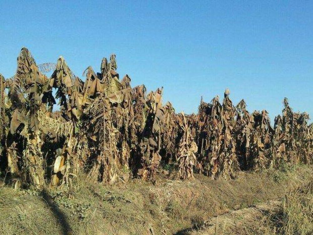 Los ministros avisaron que no hay dinero para paliar la helada