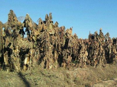 La helada dej� p�rdidas por $500 millones en el Norte