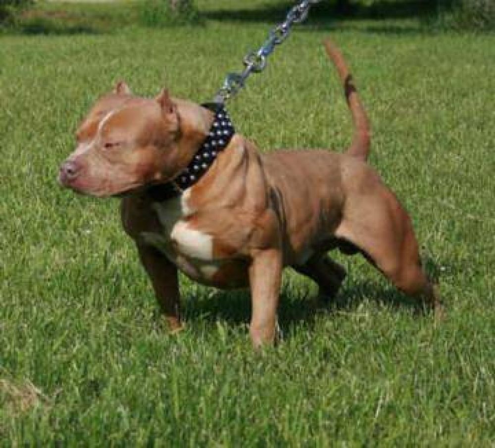 Roca: herido por ataque de perros