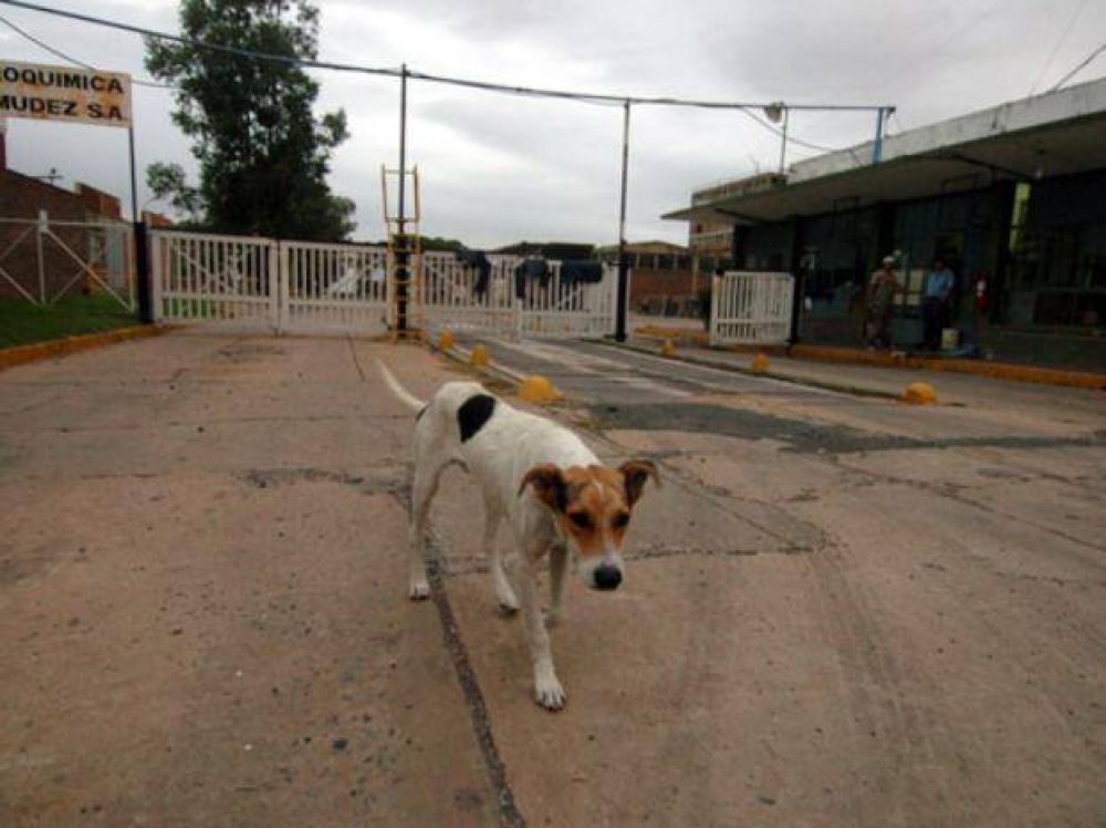 Ya son cuatro las empresas interesadas en Petroqu�mica