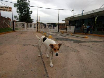 Ya son cuatro las empresas interesadas en Petroqu�mica