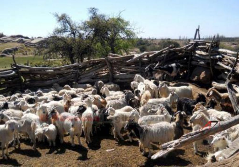 Vacunaban animales con vacunas vencidas