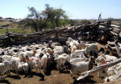 Vacunaban animales con vacunas vencidas