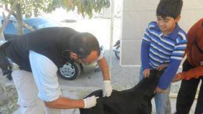 Vacunan a las mascotas en la Capital