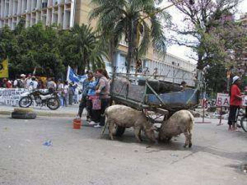 Ins�lita protesta de movimientos sociales con animales de granja