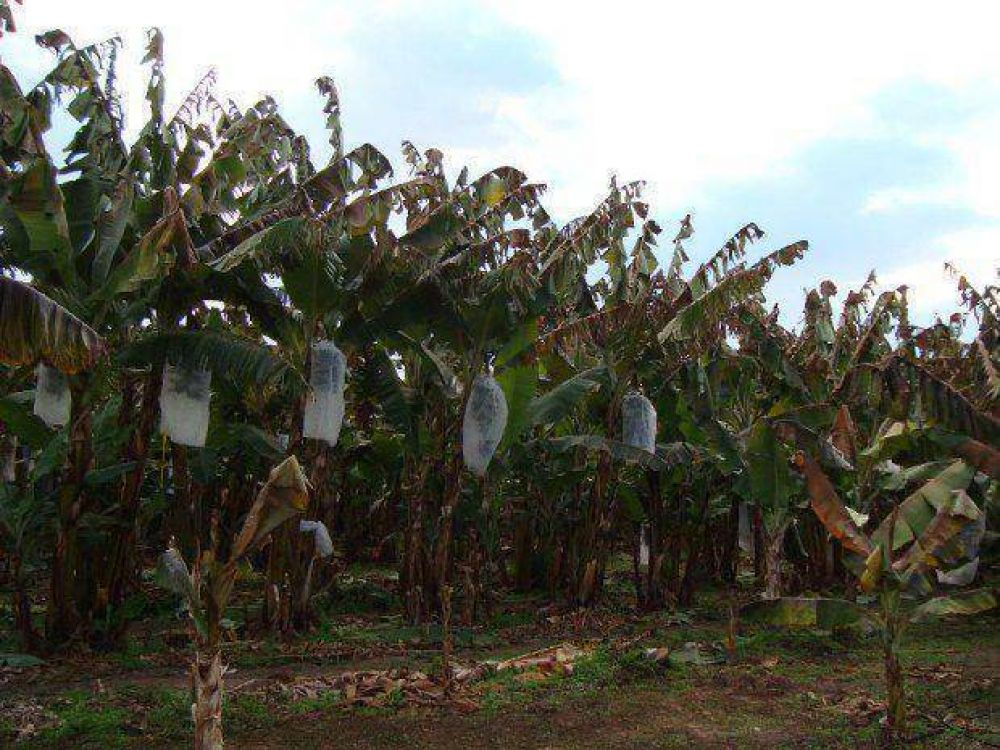 Declaran la emergencia agropecuaria provincial para las zonas afectadas