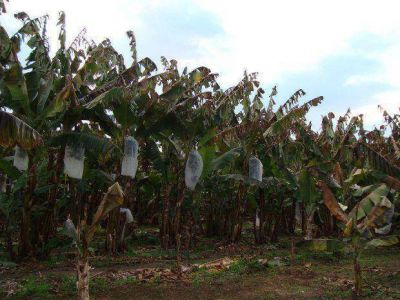 Declaran la emergencia agropecuaria provincial para las zonas afectadas