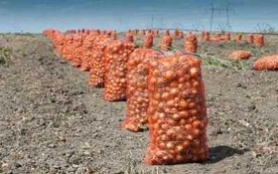 Ya hay 2 mil hect�reas de cebolla en el Valle Inferior y esto �va a seguir aumentando�