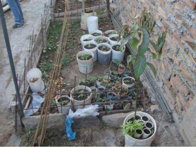Amenaz� a un vecino y cuando lo fueron a detener le encontraron 150 plantas de marihuana