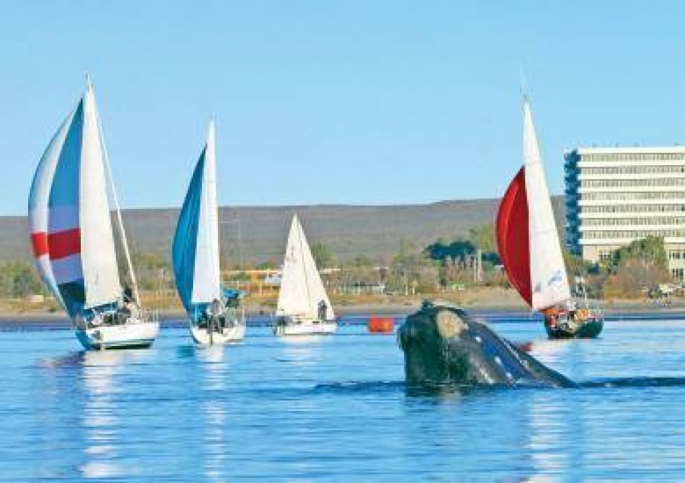 Ballenas y regatas un espect�culo sin igual