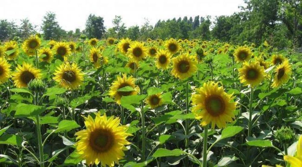 Siembra de Girasol: hasta el 9 de agosto est� vigente la operatoria crediticia