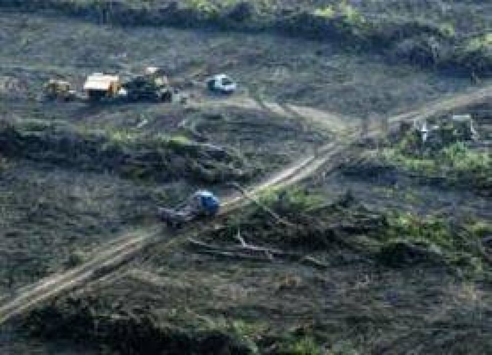 Greenpeace denuncia que la Sociedad Rural de Salta promueve los desmontes en la provincia