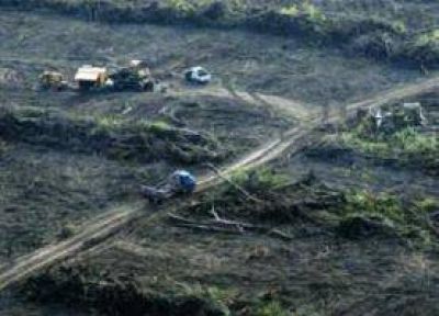 Greenpeace denuncia que la Sociedad Rural de Salta promueve los desmontes en la provincia