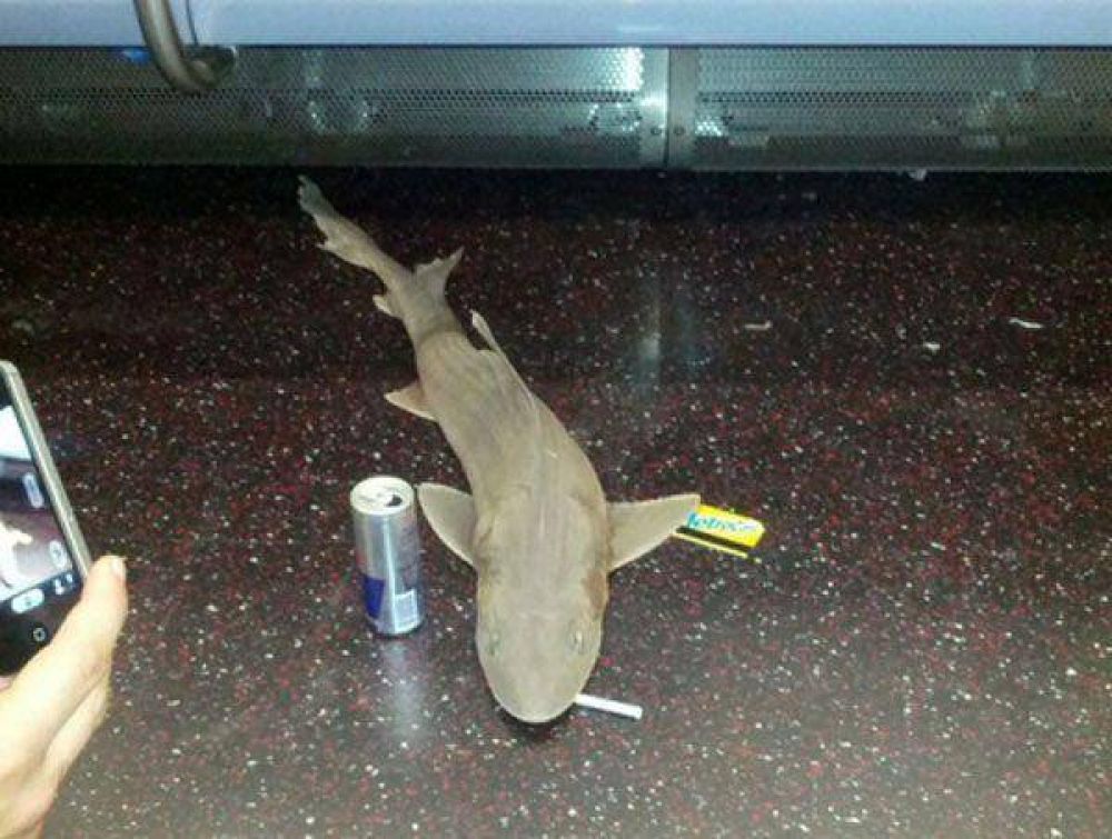 Apareci� un tibur�n en el metro de Nueva York