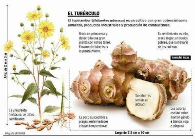 Una papa de Tupungato beneficiosa para quien tiene diabetes