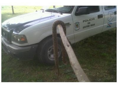 Una v�bora mordi� en la pierna a un adolescente en el sur paranaense
