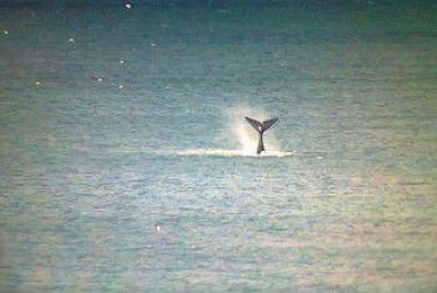 Se pudo avistar una ballena en Playa Varese
