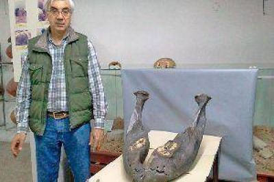 Sorpresa en R�o Hondo: hallan la mand�bula completa de un mastodonte