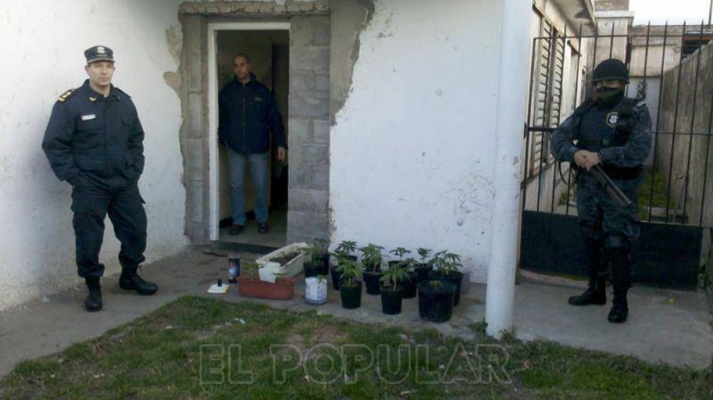 Secuestraron 23 plantas de marihuana, un auto y celulares en varios allanamientos