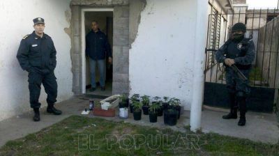 Secuestraron 23 plantas de marihuana, un auto y celulares en varios allanamientos