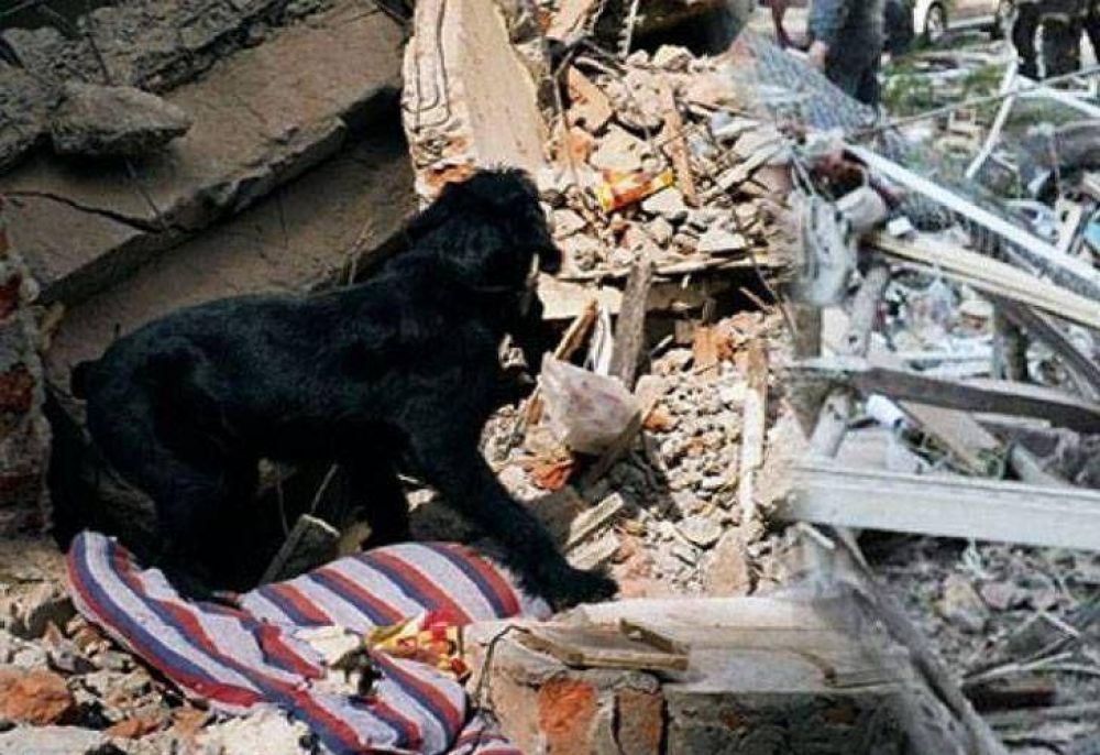 Una perra labradora hall� los �ltimos tres cuerpos entre los escombros