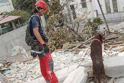 Lola, la perra rescatista que trabaja en Rosario