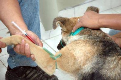 Almirante Brown: nuevo operativo de castraci�n en Burzaco