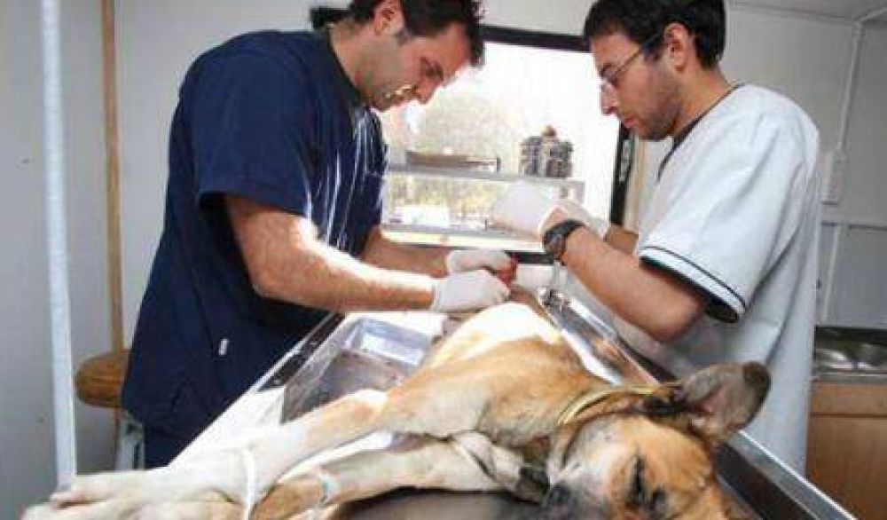 Esterilizan a mascotas en los barrios de Guaymall�n -