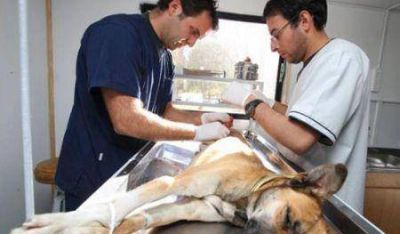 Esterilizan a mascotas en los barrios de Guaymall�n -