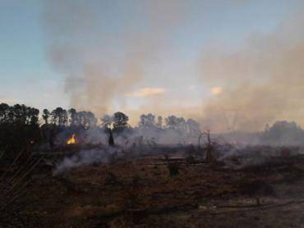 Un incendio arras� con un pinar en un campo de Concordia