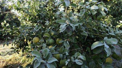 Instan a preservar el estatus libre de HLB en los limones