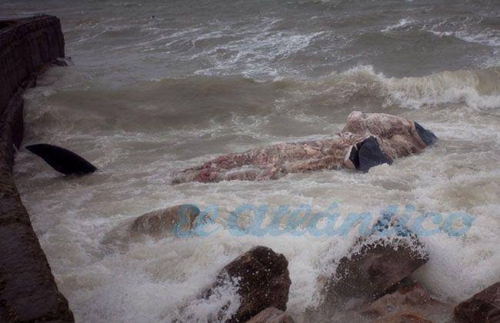 Apareci� una ballena muerta en Chapadmalal