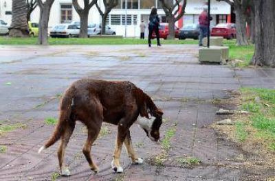 R�o Negro profundiza la esterilizaci�n de mascotas