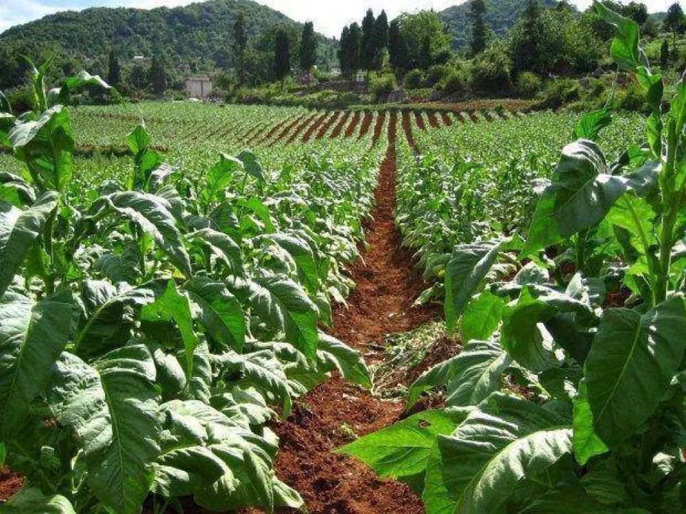 Complicaciones para llegar a las 17.000 hectáreas de tabaco