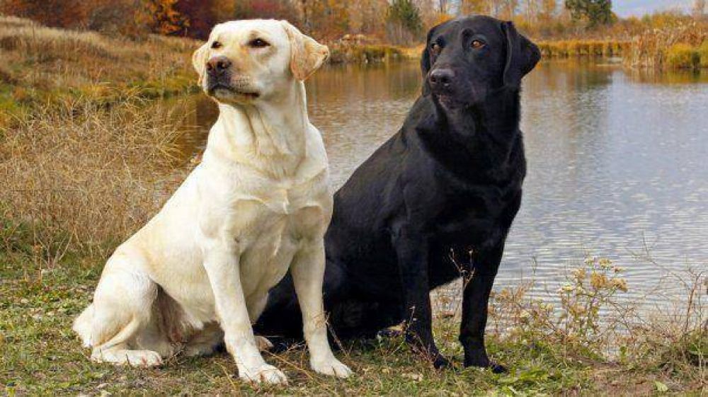 Utilizan perros para detectar c�ncer de ovarios