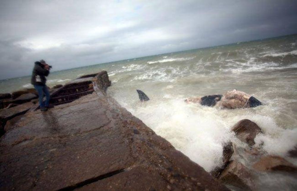 Buscan declarar de inter�s la preservaci�n de la ballena franca en el litoral bonaerense