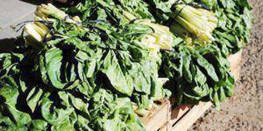 Las heladas da�aron sembrad�os y pasturas
