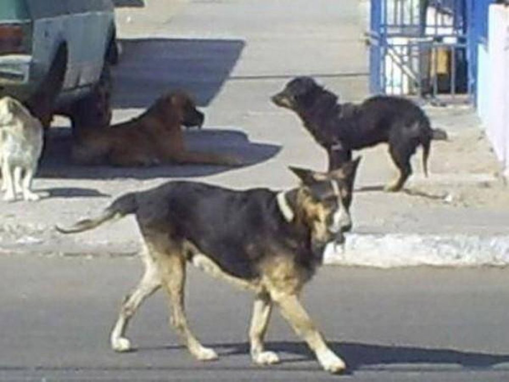 Preocupa el aumento de envenenamiento de perros en la localidad de Lima