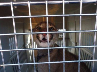 Rescatan dos pumas v�ctimas del mascotismo