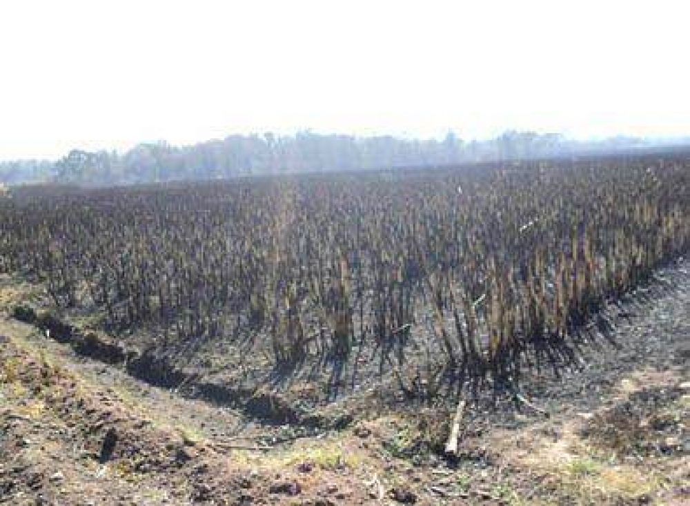 Incendio devast� 3.000 hect�reas de ca�averales