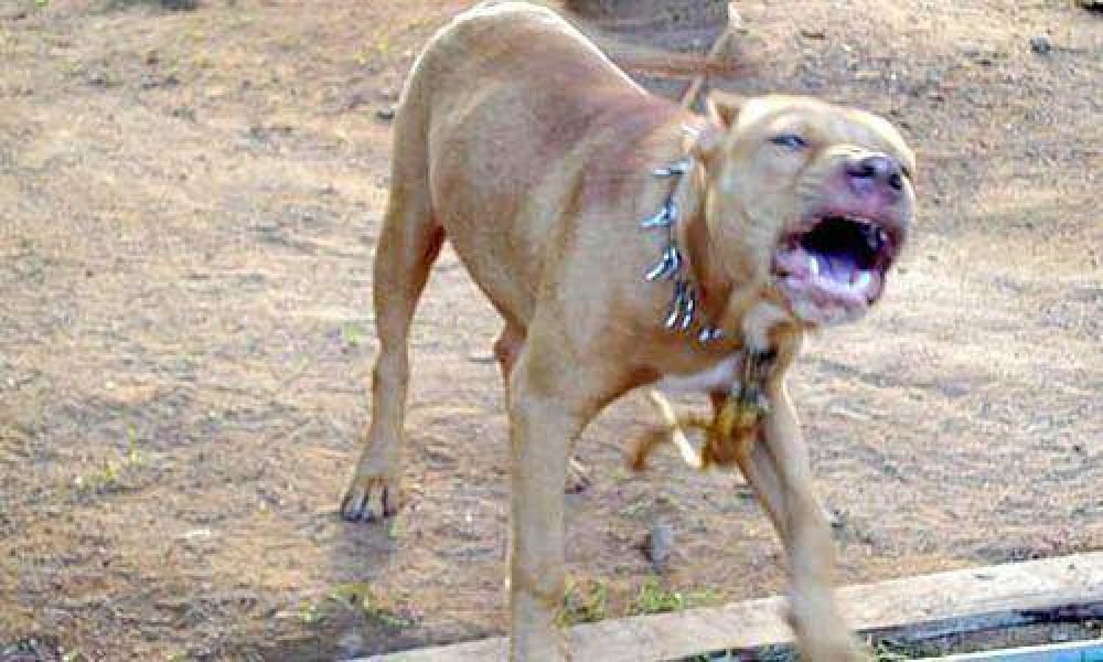 Infraccionan al due�o de un perro que atac� ferozmente a una mujer