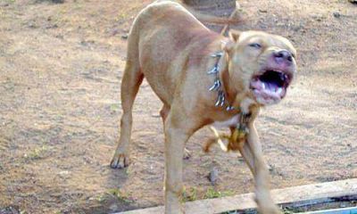 Infraccionan al due�o de un perro que atac� ferozmente a una mujer