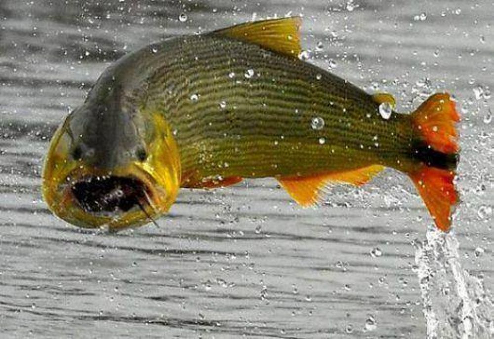 Dorado, plenitud de oro